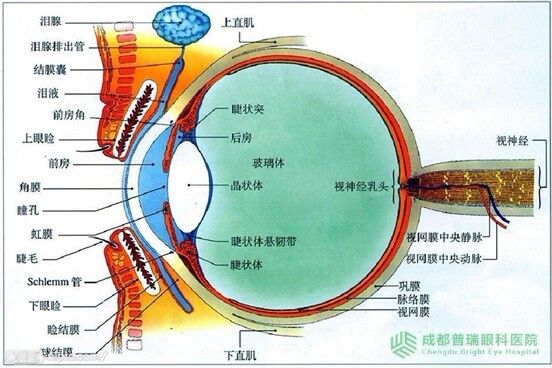 眼睛黄斑病变的症状和